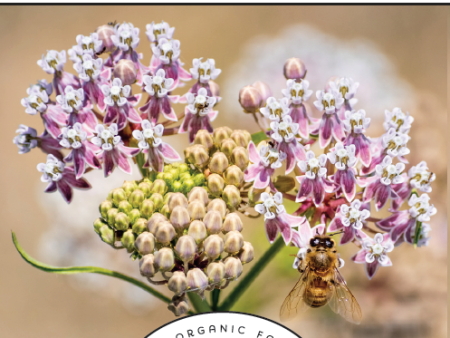 Narrowleaf Milkweed Seeds on Sale