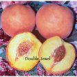 Double Jewel Peach Tree Online