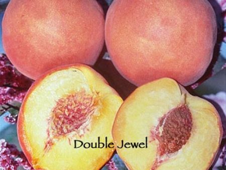 Double Jewel Peach Tree Online