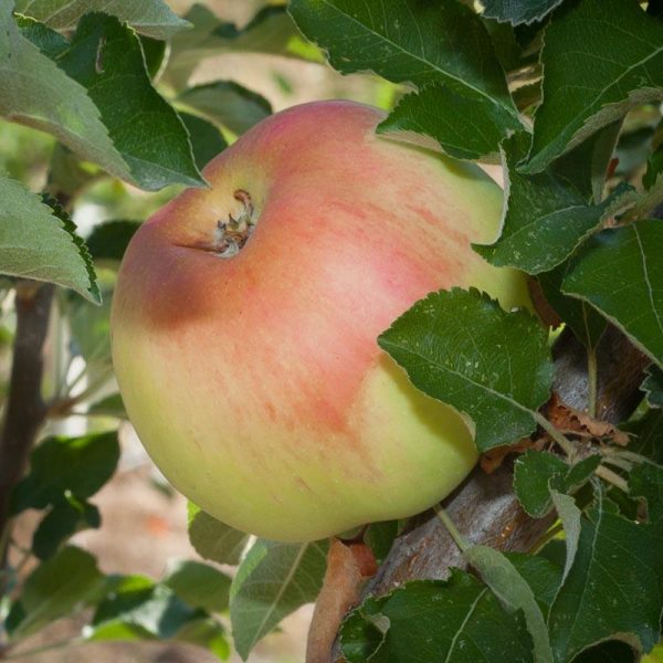 Sierra Beauty Apple Tree For Sale