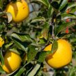 Golden Russet Apple Tree Online Hot Sale