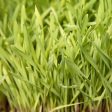 Organic Cereal Rye Seed (Cold Hardy) (lb) Hot on Sale