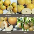 Asian Pears, 3 on 1 Multiple Grafted Fruit Tree Online