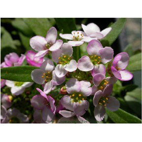 Honeyscented Gulf Winds Alyssum Flower Seed Mix For Discount