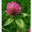 Organic Red Clover - Raw Seed (lb) Discount