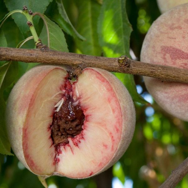 Indian Free White Peach Tree Online Hot Sale