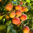 Peach Octoberfest Tree Cheap