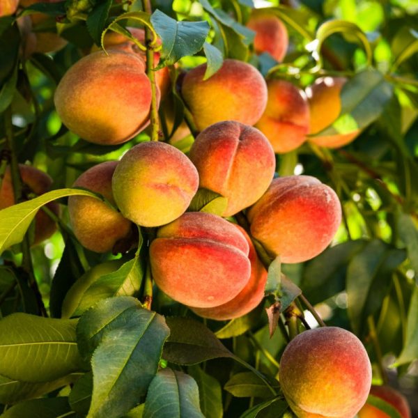 Peach Octoberfest Tree Cheap