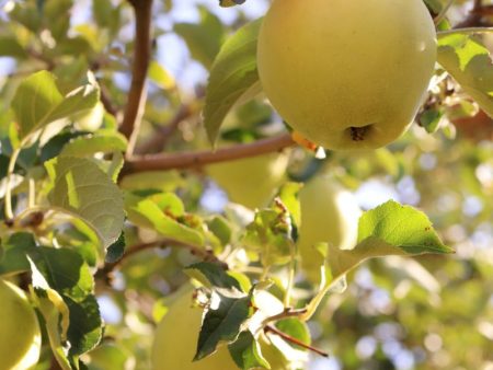 Yellow Newton Pippin Apple Tree Supply