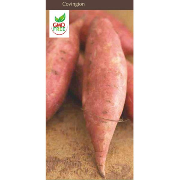 Covington Sweet Potato Discount