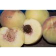 Polly White Peach Tree Discount