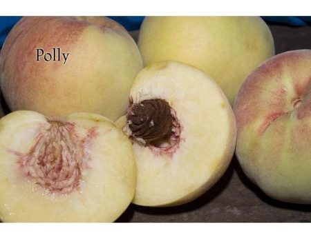 Polly White Peach Tree Discount