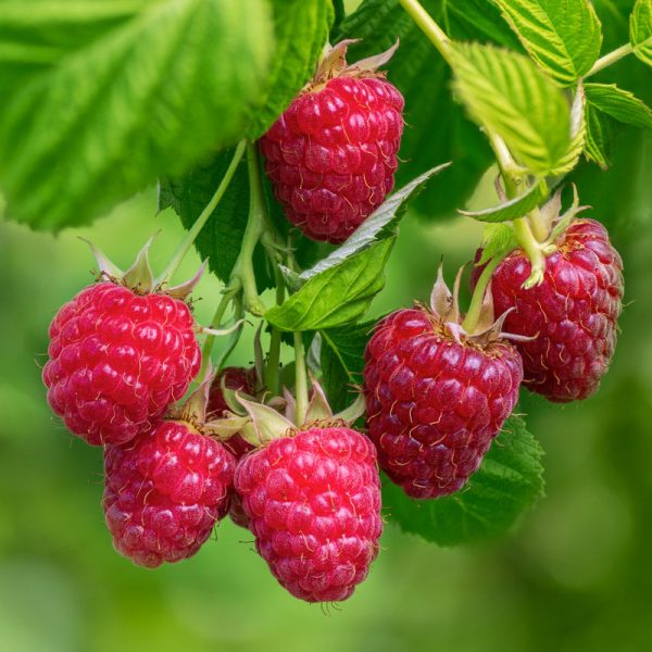 Raspberry Red Amity For Cheap