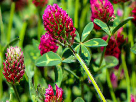 Peaceful Valley Wildflowers Erosion Mix (lb) Online Sale