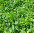 Peaceful Valley Dairy Pasture Mix (lb) Discount