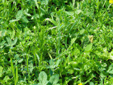 Peaceful Valley Dairy Pasture Mix (lb) Discount