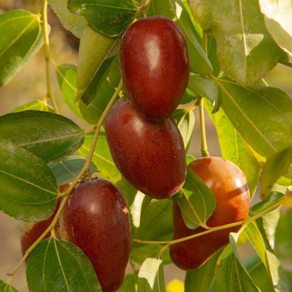 Jujube GA 866 Tree For Cheap