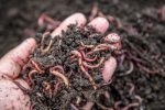 Scarlet s Worm Farm - 150 Composting Worms For Cheap