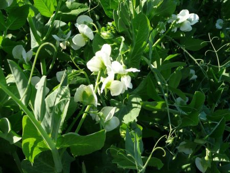 Frostmaster  Peas - Raw Seed (Lb) on Sale