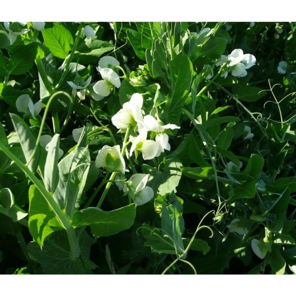 Frostmaster  Peas - Raw Seed (Lb) on Sale