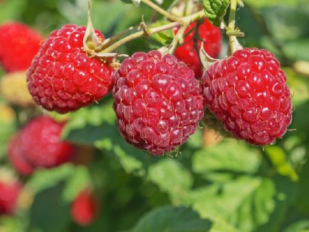 Organic Raspberry - Red Heritage (Ea) Online Sale