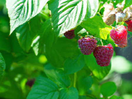 Organic Raspberry (1 Gallon) For Discount