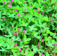 Peaceful Valley Annual Clover Mix (lb) Supply