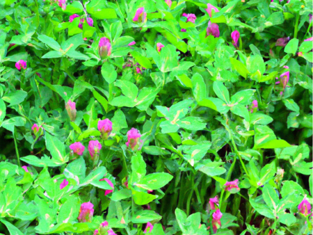 Peaceful Valley Annual Clover Mix (lb) Supply