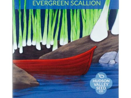 Evergreen Scallion Art Pack Supply