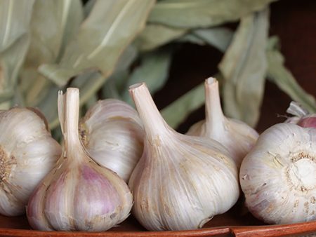 Organic German Xtra Hardy Garlic (Lb) Online now