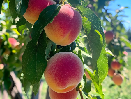 Elberta Peach Tree For Sale