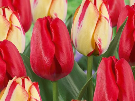 Spring Break Tulip Bulb Blend (Pack of 18) For Sale