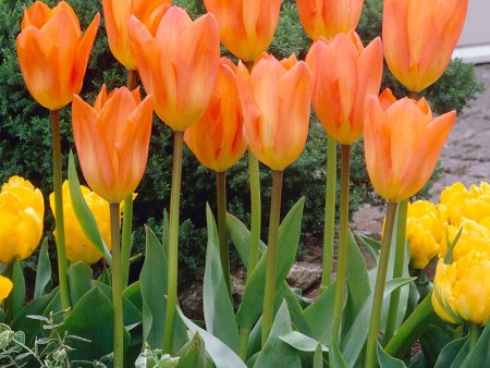 Tulip Fosteriana Orange Emperor (Pack of 10) Online now