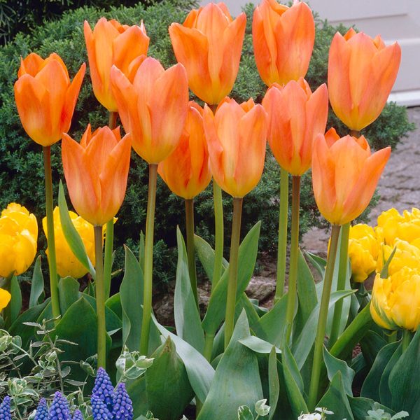 Tulip Fosteriana Orange Emperor (Pack of 10) Online now