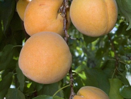 Earli Autumn Apricot Tree Online