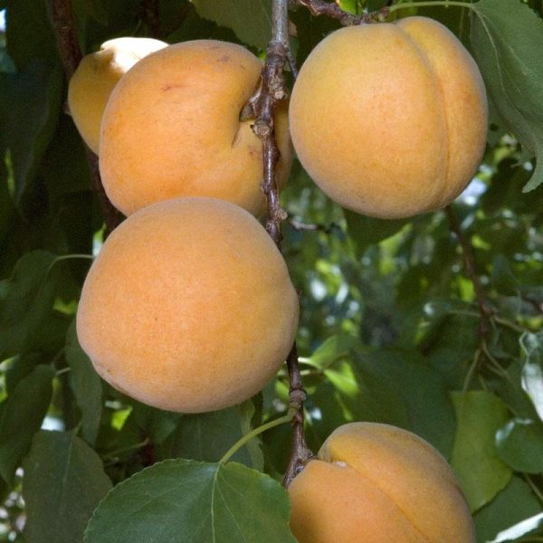 Earli Autumn Apricot Tree Online