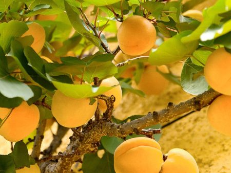 Gold Kist Apricot Tree Online Hot Sale