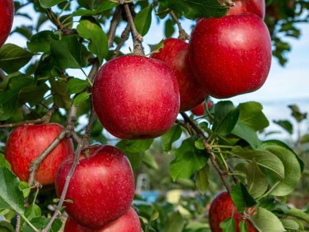 Red Delicious (Bisbee Spur) Apple Tree Online now