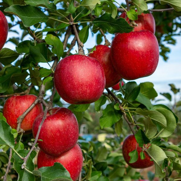 Red Delicious (Bisbee Spur) Apple Tree Online now