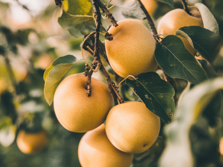 Asian Pears, 3 on 1 Multiple Grafted Fruit Tree Online