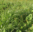 Peaceful Valley High Sierras Pasture Mix (lb) For Sale