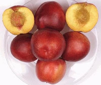 Honey Kist Nectarine Tree Hot on Sale