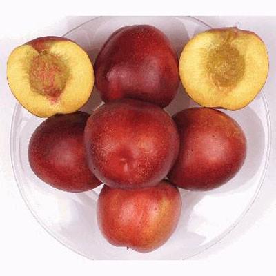 Honey Kist Nectarine Tree Hot on Sale