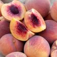 Peach Octoberfest Tree Cheap