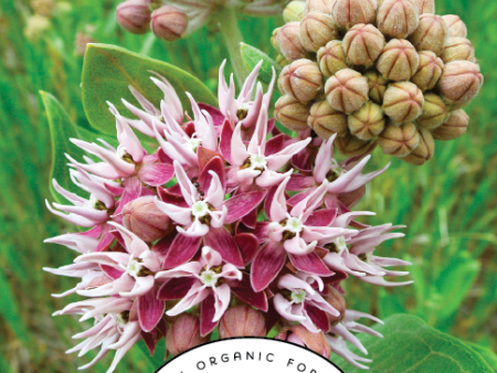 Showy Milkweed Seeds Online now