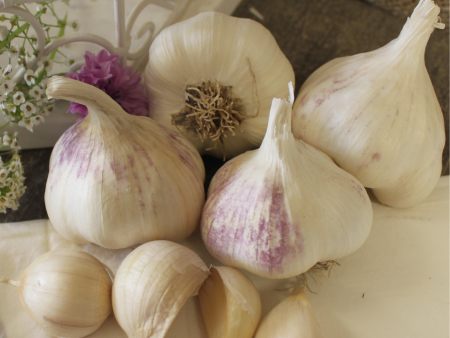 Organic Early Purple Italian Garlic (lb) Discount