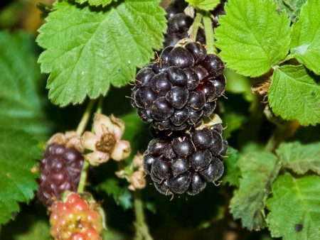 Boysenberry (Potted) Fashion