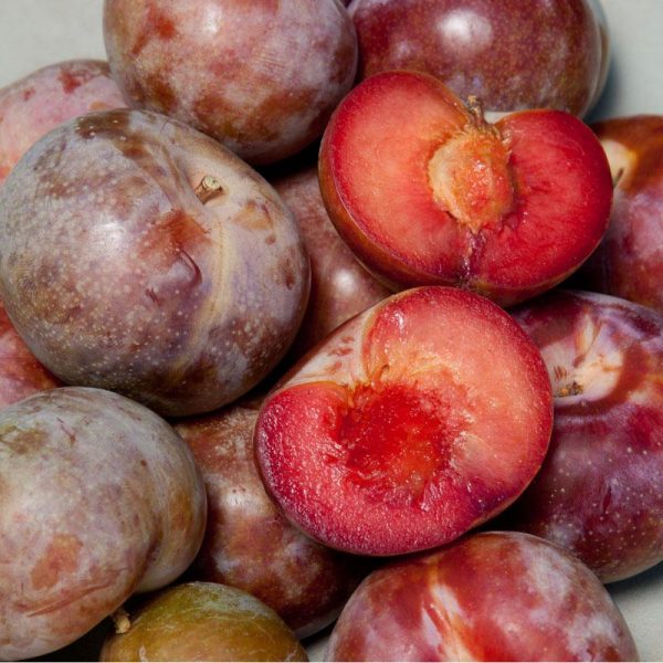 Dapple Supreme Pluot Tree Online