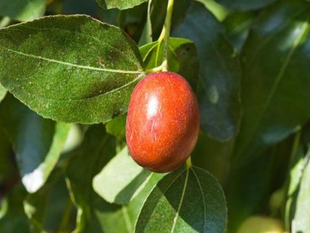 Jujube Sugar Cane Tree For Sale