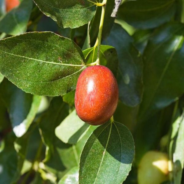 Jujube Sugar Cane Tree For Sale